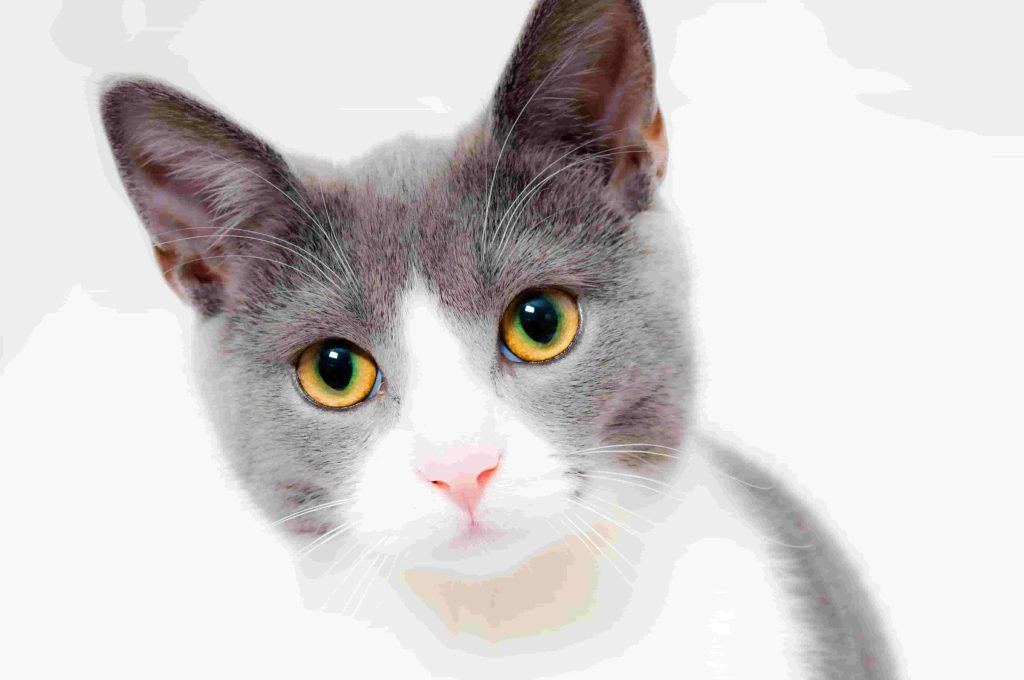 pet products detail page